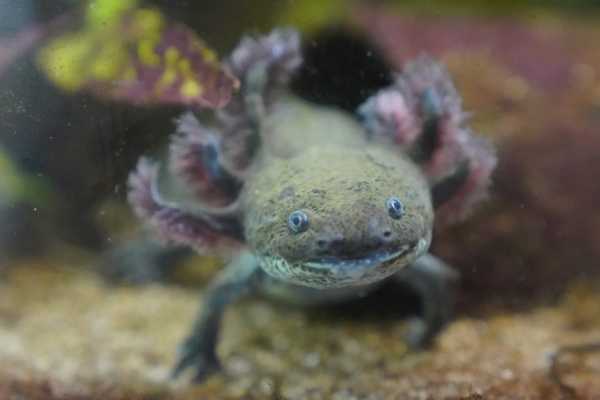 'Adopt an Axolotl' Campaign Launches in Mexico to Save Iconic Species From Pollution and Trout