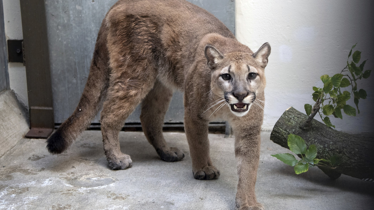 Cougar That Was Kept as Illegal Pet Removed From NYC Home