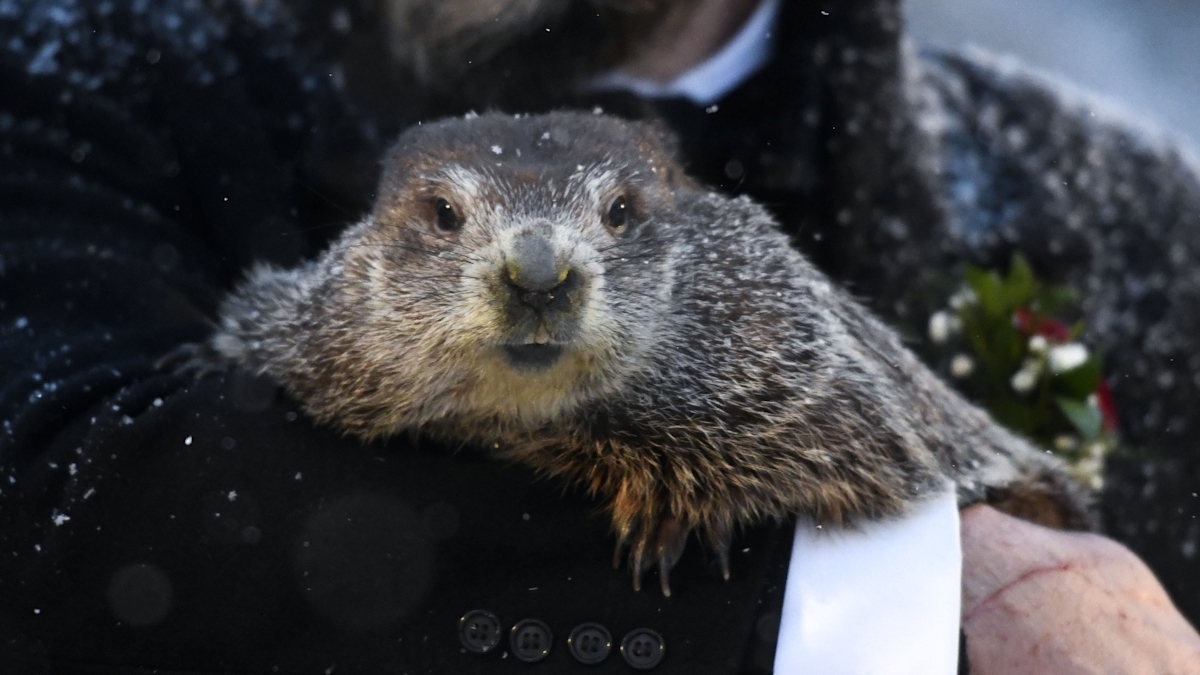 Need2Know: Groundhog Results, Opioid Settlement & Monkey Business